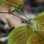 Spatholobus multiflorus Otro