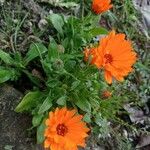 Calendula stellata Blomst