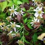 Symphyotrichum lanceolatum ശീലം