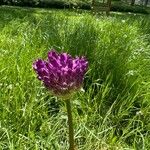 Allium rotundumKukka