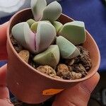 Lapidaria margaretae Hoja