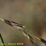 Kengia serotina 果実