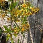 Strophanthus speciosus Blüte
