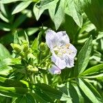 Polemonium carneum Fiore