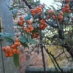 Pyracantha coccinea Fruit