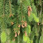 Picea abies Ffrwyth
