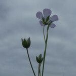 Linum bienne Flower