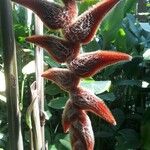 Heliconia vellerigera Flor