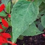 Salvia splendens Hoja