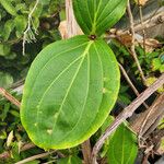 Medinilla speciosa 葉