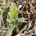 Nidorella aegyptiaca Leaf