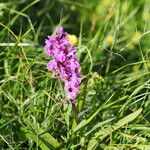 Dactylorhiza urvilleana عادت داشتن