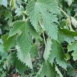 Girardinia diversifolia Blatt