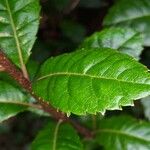 Myrica pubescens Blad