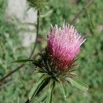 Cirsium andersonii Flor