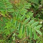 Indigofera arrecta Leaf