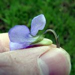 Viola × bavarica Blomst