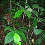 Piper urostachyum Plante entière