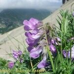 Vicia cusnae Flower