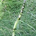 Equisetum telmateiaFolio