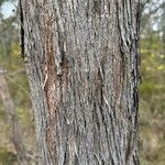 Eucalyptus camfieldii Rhisgl