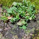 Oxalis exilis Hoja