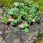 Oxalis exilis Blad