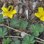 Potentilla neumanniana Outro