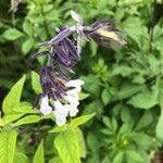 Salvia leucantha Cvet