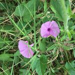 Ipomoea fimbriosepala Flor