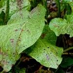 Rumex × acutus Leaf