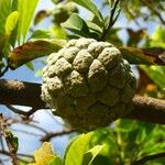 Annona squamosa Frukt