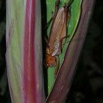 Costus laevis Lubje