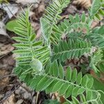 Vicia incana Leaf