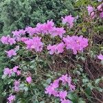 Rhododendron dauricum Blüte