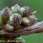 Carex ericetorum Frugt