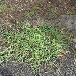 Digitaria sanguinalis Хабит
