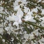 Retama raetam Fleur