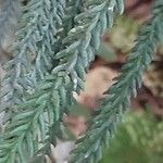 Araucaria scopulorum 葉