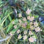 Seseli annuum Blüte