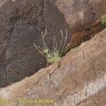 Lavandula coronopifolia Hábito