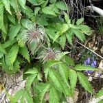 Clematis alpina Staniste