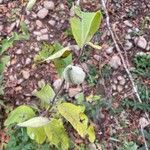 Asclepias syriaca Fruit