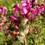 Pedicularis cenisia Flower