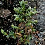 Cistus pouzolzii Habit