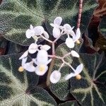 Begonia solimutata 花