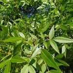 Fraxinus angustifolia Blatt