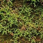 Selaginella denticulata Natur