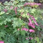 Lamprocapnos spectabilis Habit