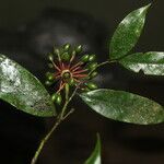 Guatteria dolichopoda Fruit